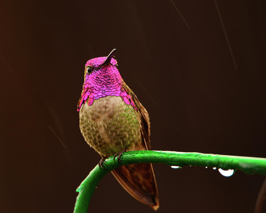 Wildlife Photograph - Costas Hummingbird, Calypte costae by Thomas Morris