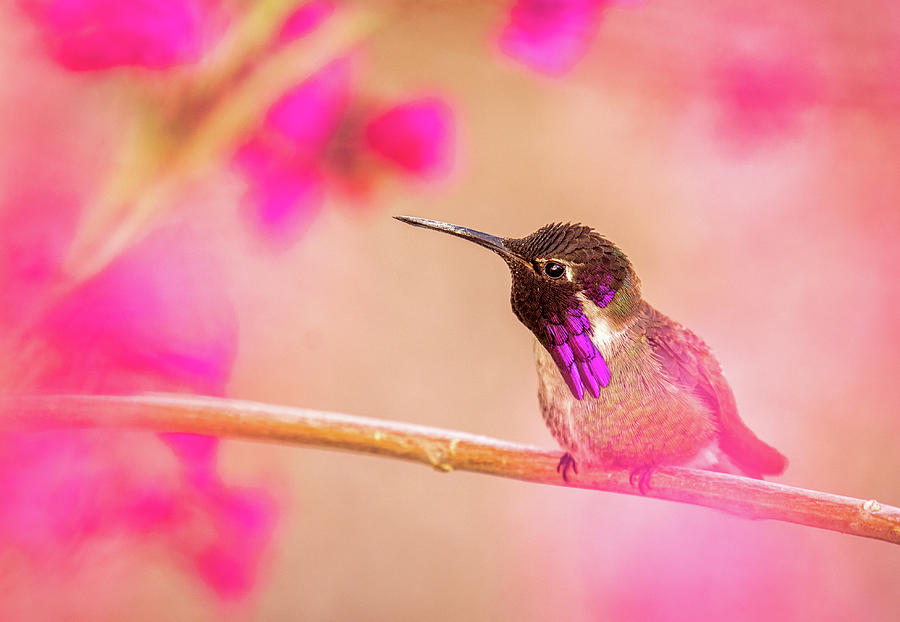 Costas Hummingbird Photograph by Gerald DeBoer