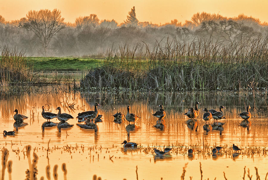 Cosumnes River Preserve 7010 Photograph by Tom Kelly