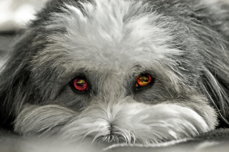 Coton Eyes Photograph by Keith Armstrong