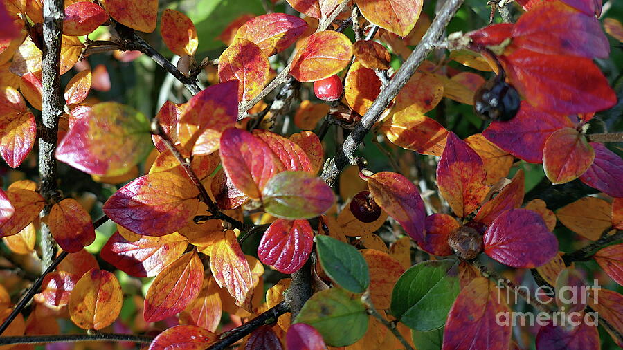 Cotoneaster Autumn Colours Photograph