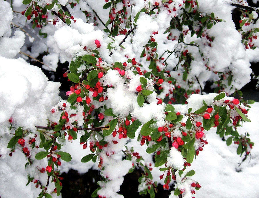 Cotoneaster in Snow Surrey England Photograph by Sam Hall - Fine Art ...