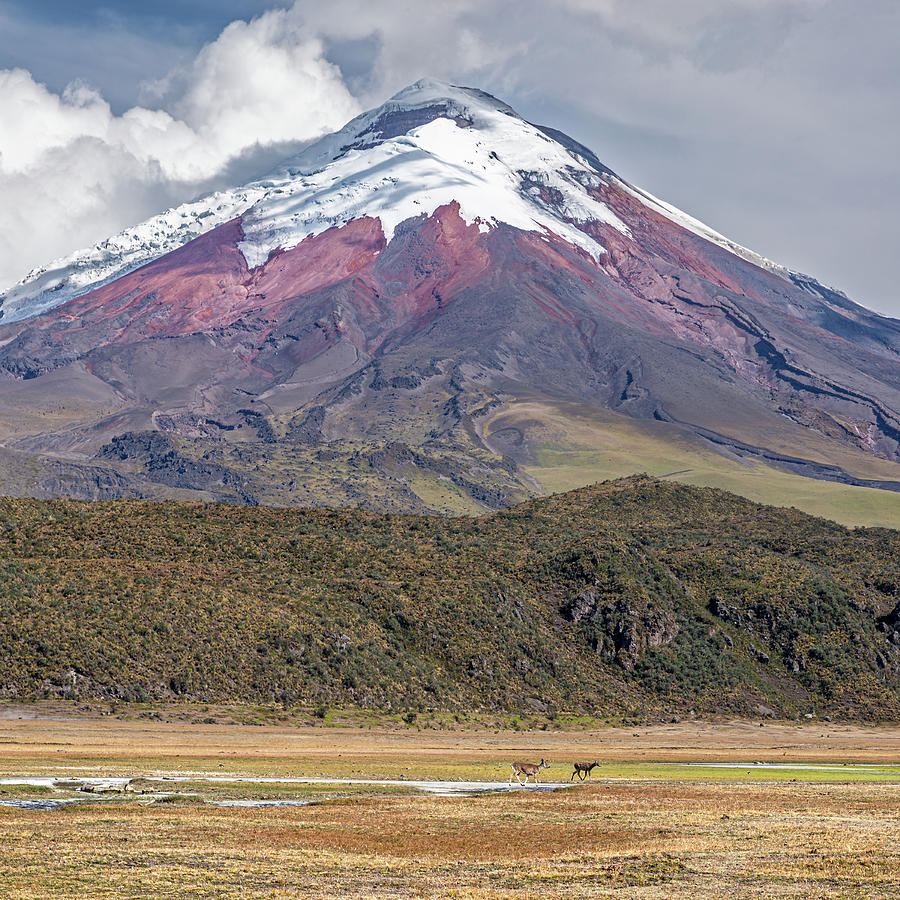 Cotopaxi volcano and a couple of Andean Deers passing by Photograph by Henri Leduc