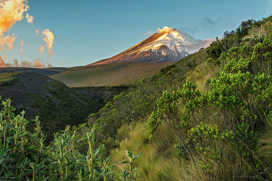 Cotopaxi volcano south face and paramo vegetation at sundown Photograph by Henri Leduc