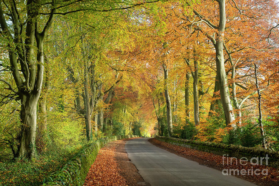 Cotswold Autumn Glory Photograph by Tim Gainey