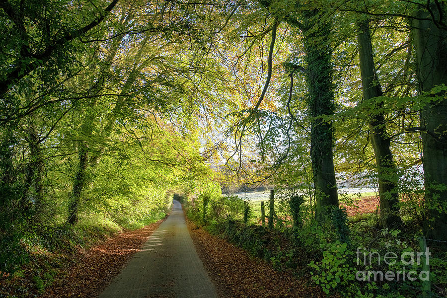 Cotswold Country Lane in Autumn Photograph by Tim Gainey