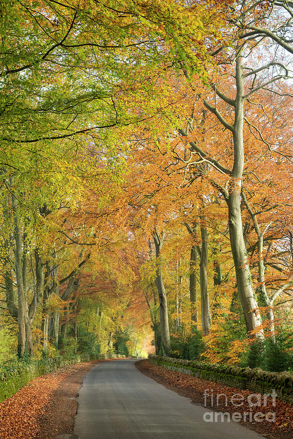 Cotswold Country Road Autumn Glory Photograph by Tim Gainey