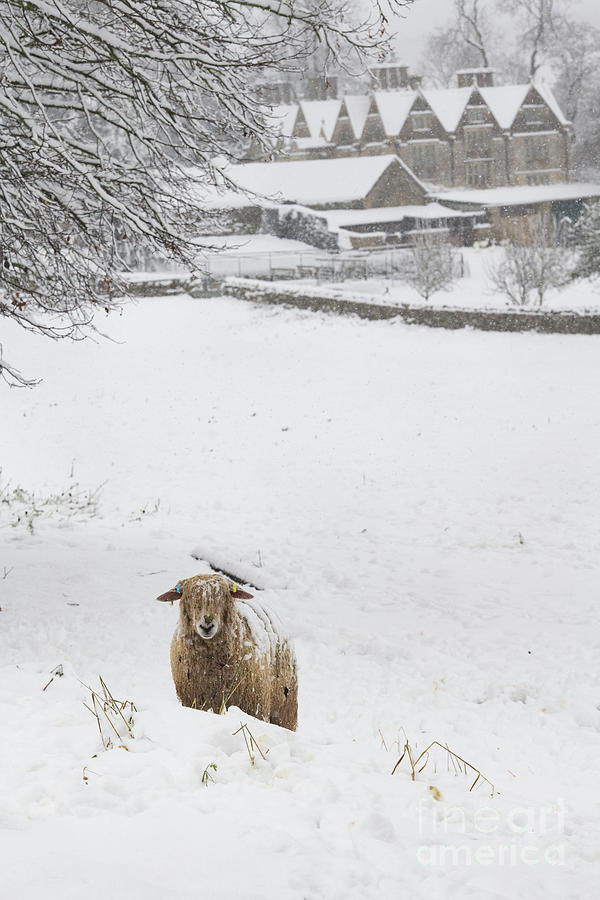 Cotswold Lion Sheep in the Snow in Upper Slaughter Photograph by Tim Gainey