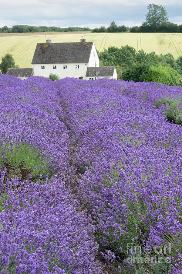 Cotswolds Lavender Farm, a tourist attraction in Worcestershire Photograph by Martin Williams