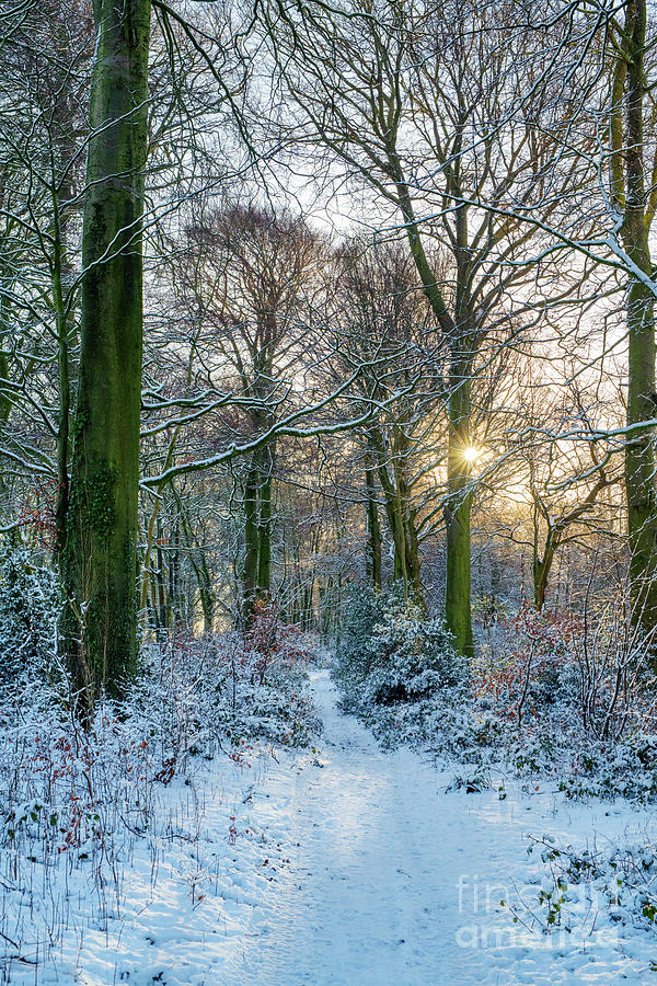 Cotswolds Winter Woodland Footpath Light  Photograph by Tim Gainey