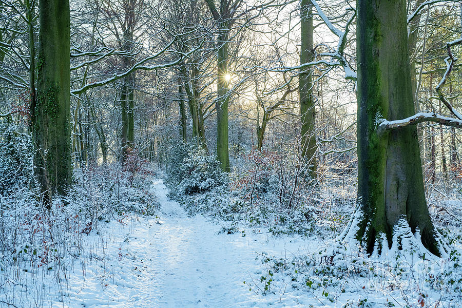 Cotswolds Winter Woodland Light  Photograph by Tim Gainey