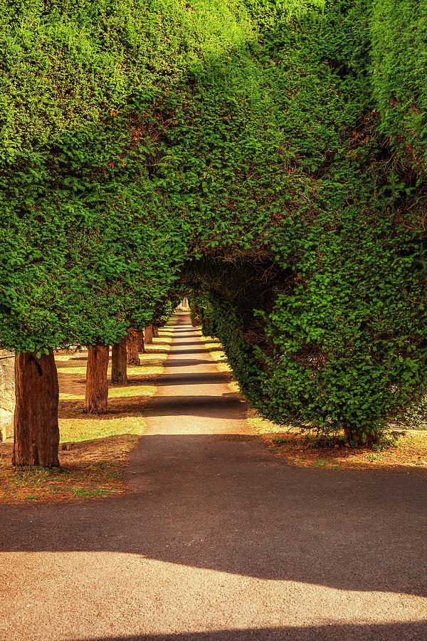 Cotswolds Yew Trees Photograph by Andrew Soundarajan