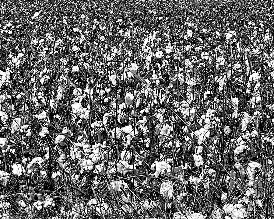 Cotton Abstract BW Photograph by Lee Darnell