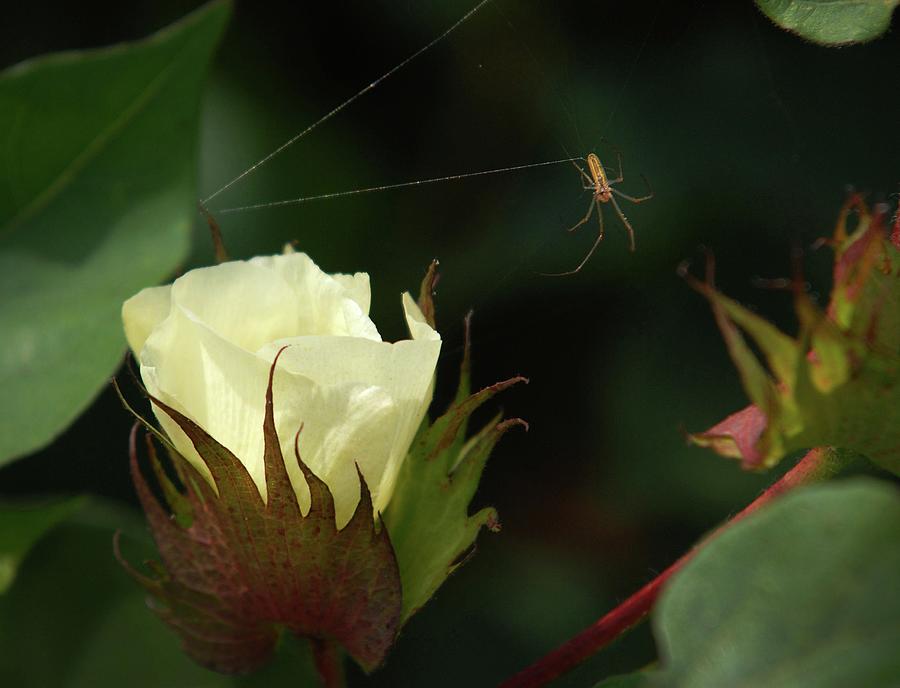 Cotton Bloom and Spider-Cotton, Hale County, Texas Photograph by Richard Porter
