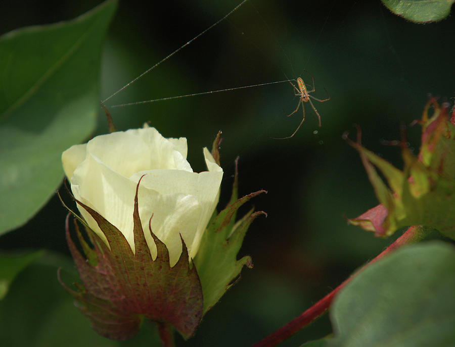 Cotton Bloom and Spider Photograph by Richard Porter
