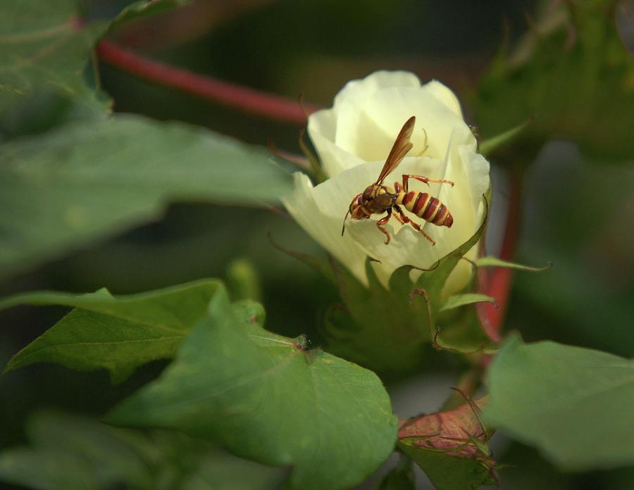 Cotton Bloom and Wasp-Cotton, Hale County, Texas Photograph by Richard Porter