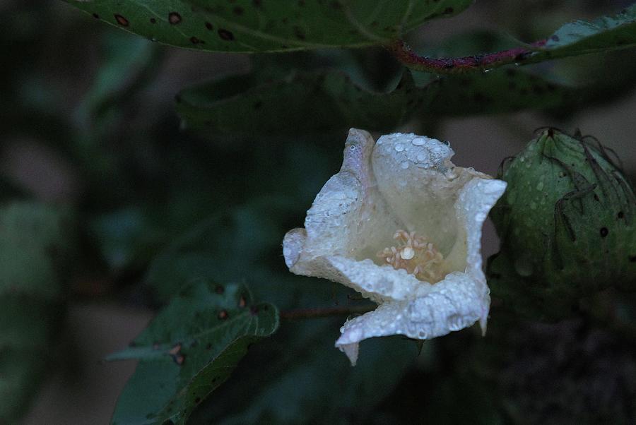 Cotton Bloom in the Rain-Cotton, Hale County, Texas Photograph by Richard Porter