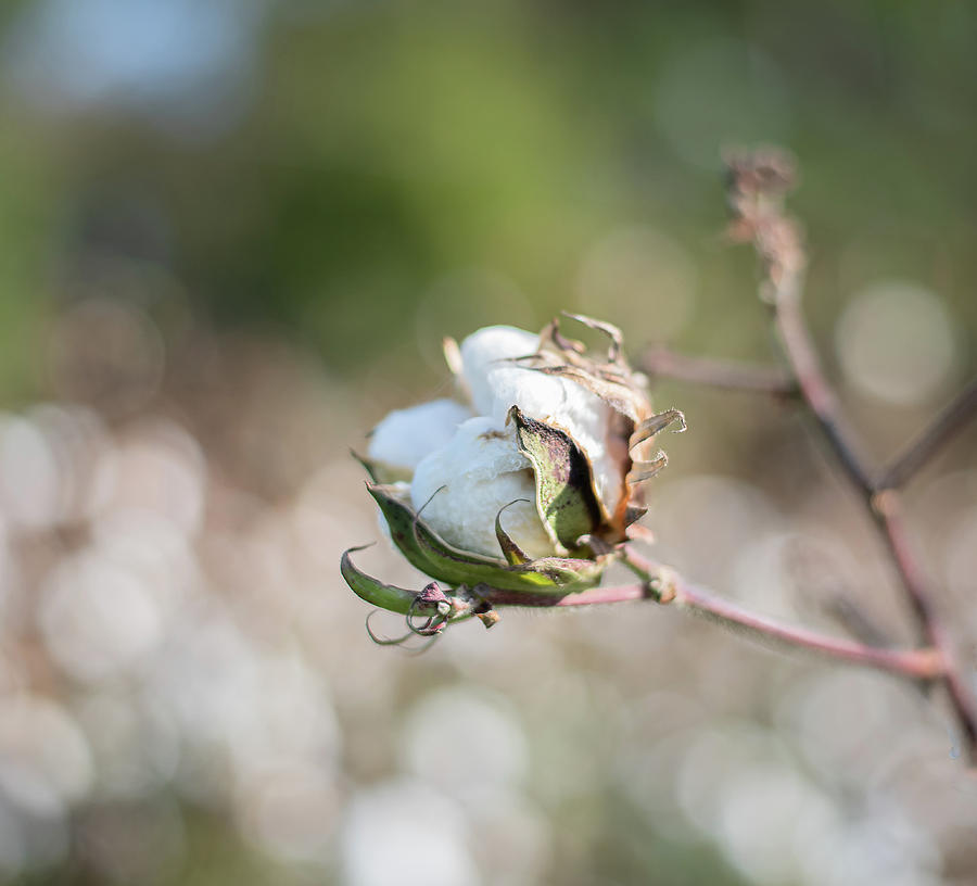 Cotton Blooms Photograph by Lori Rowland