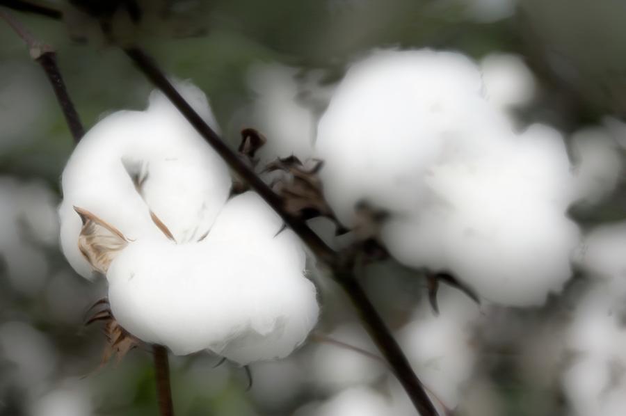 Cotton Mixed Media by Bob Pardue