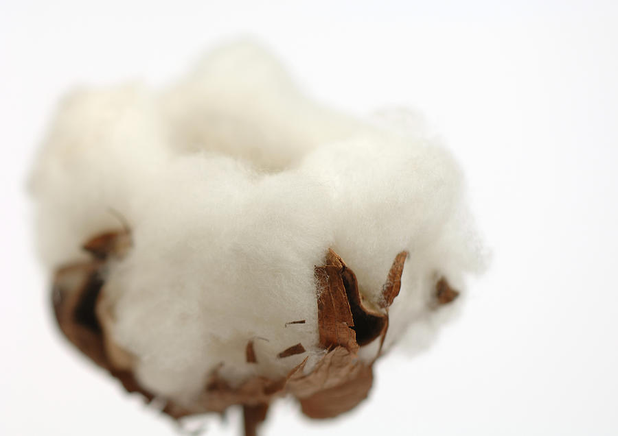 Cotton boll, close-up Photograph by Michele Constantini