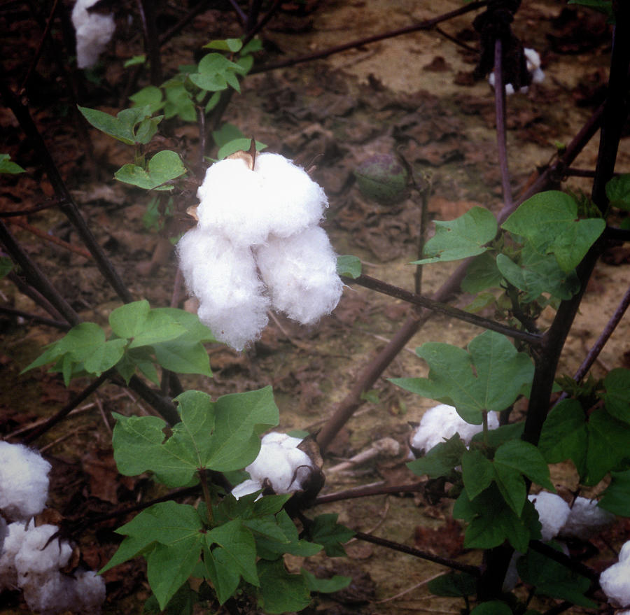 Cotton Boll Ready to Be Picked Photograph by James C Richardson