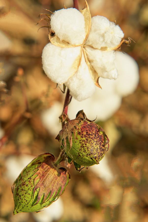 Cotton Bolls