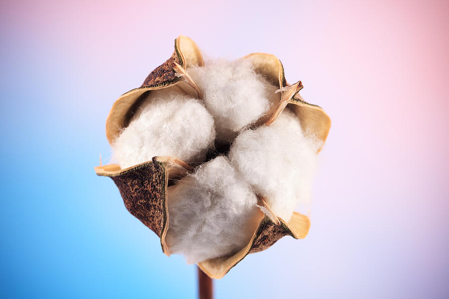 Cotton Photograph by Borchee