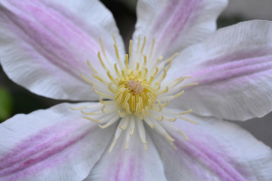 Cotton Candy Clematis 2 Photograph by Richard Andrews - Fine Art America