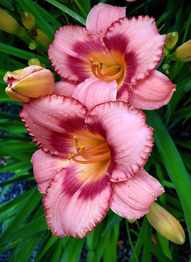 Cotton Candy Daylily Photograph by Robert Lyons Fine Art America