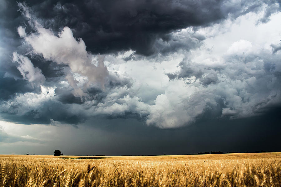 Nature Photograph - Cotton Candy - Storm Clouds Gather Over Golden Wheat in Kansas by Southern Plains Photography