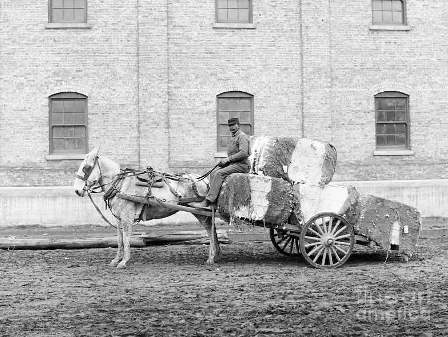 Cotton Cart, c1906 Photograph by Granger