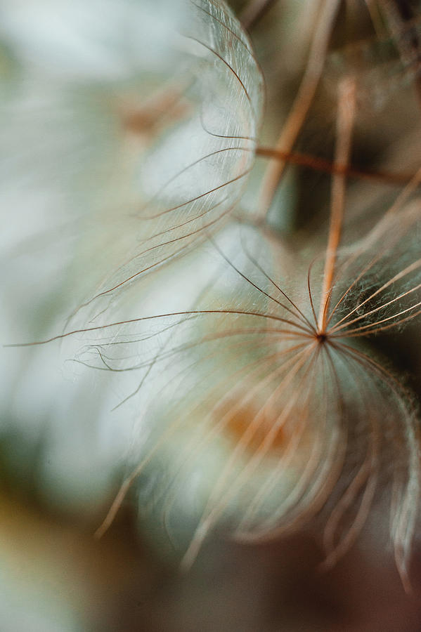 Cotton Dandelions Photograph by Iris Greenwell