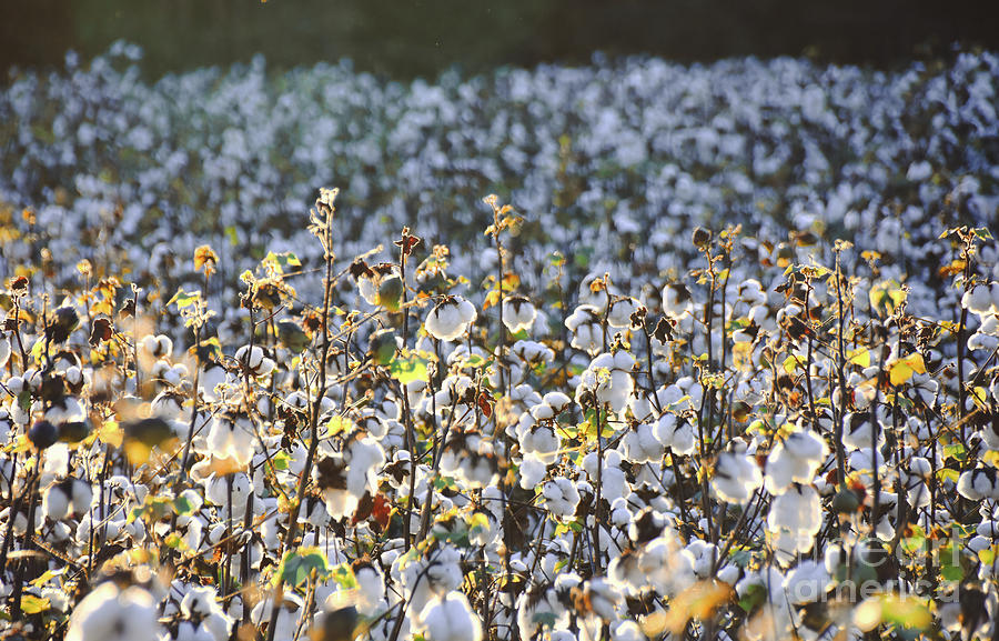 Cotton Field 25 Photograph by Andrea Anderegg