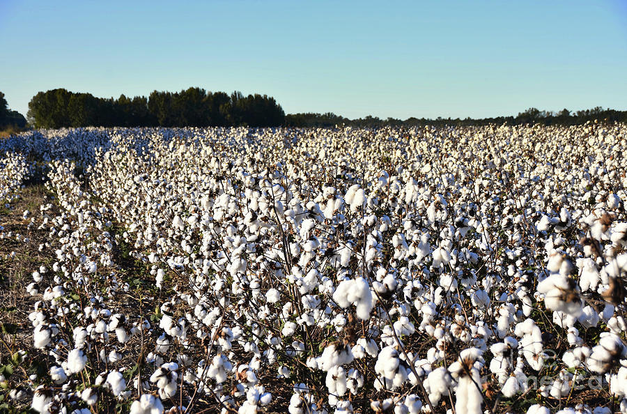 Cotton Field 26 Photograph by Andrea Anderegg