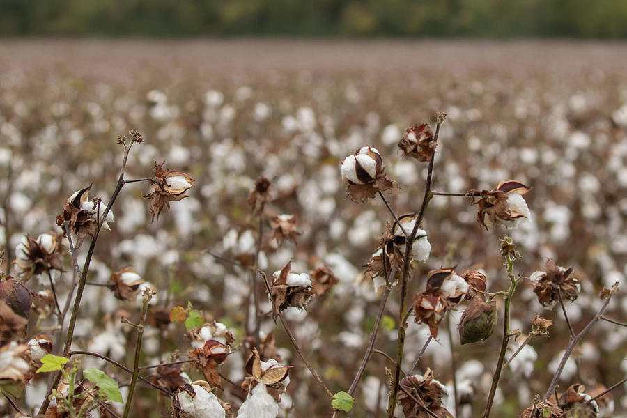 Cotton Field Photograph by Dorothy Cunningham