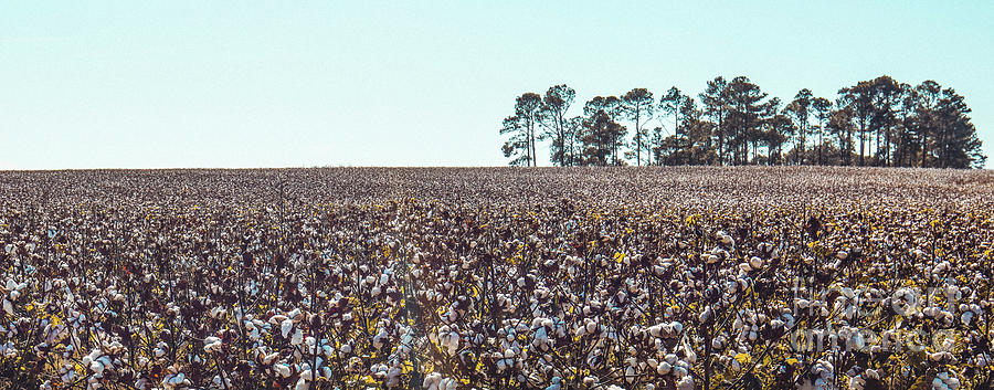 Cotton Field Photograph by Felix Lai