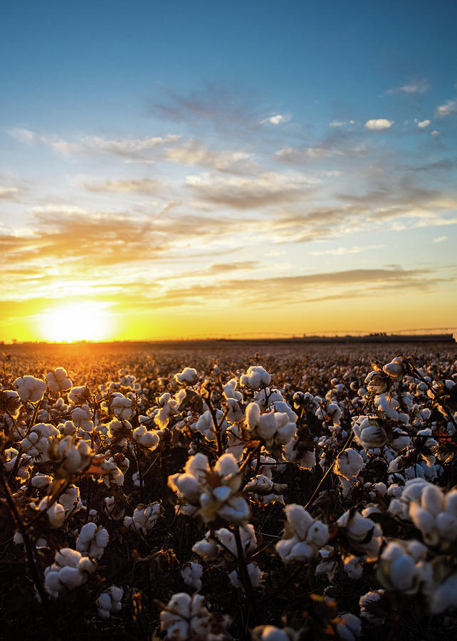 Cotton Field in Morning Light Photograph by Hillis Creative