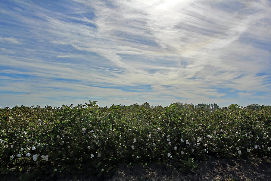 Cotton Field Photograph