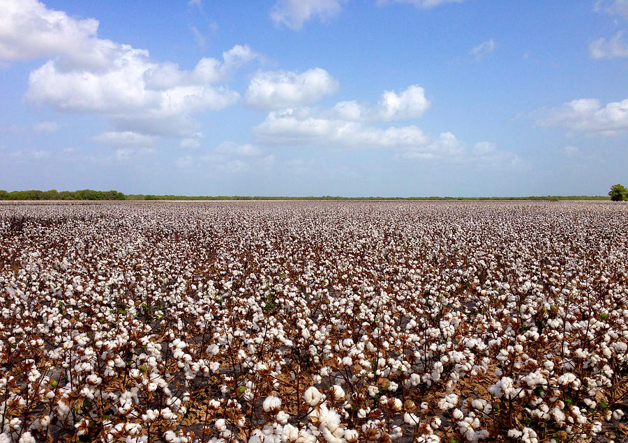 Cotton field. Photograph by Life Makes Art