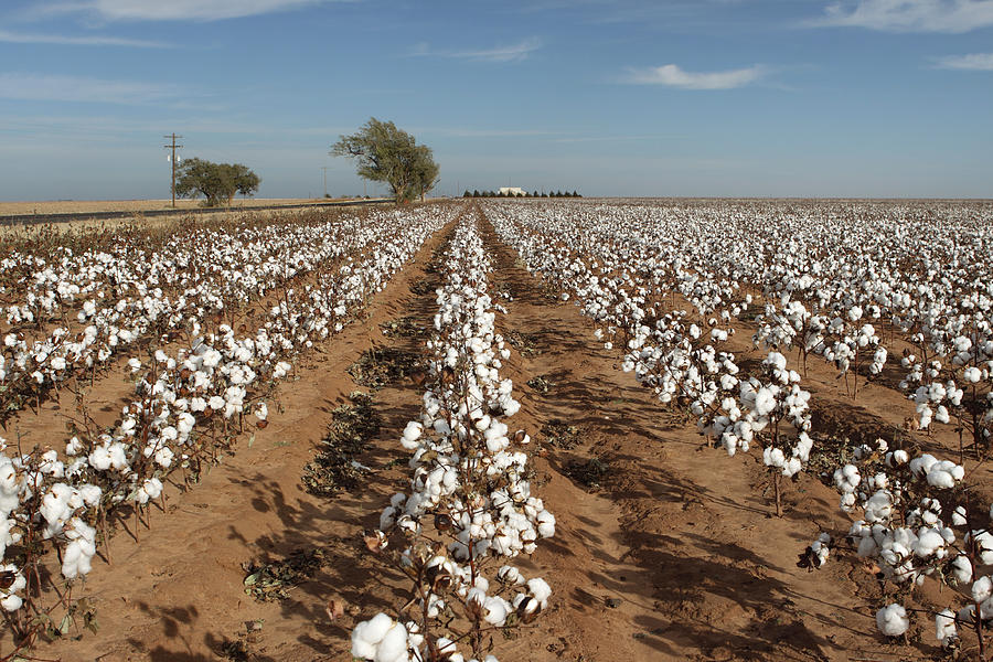 Cotton field, Texas Photograph by Milehightraveler