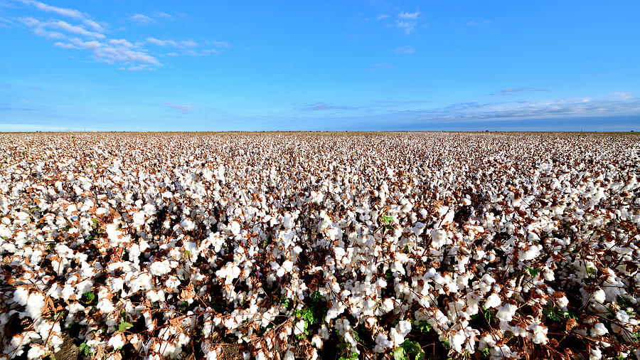 Cotton Fields - Los Banos Photograph by Amazing Action Photo Video