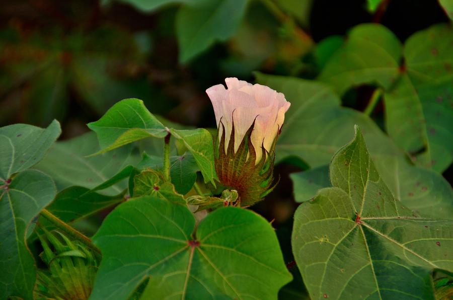 Cotton Flower Photograph by Eric Towell