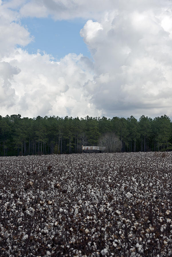 Cotton Photograph by Greg Newington