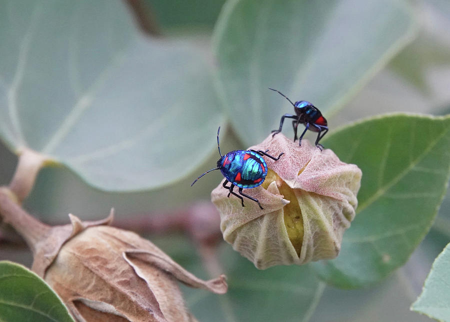 Cotton Harlequin Bugs Photograph by Maryse Jansen