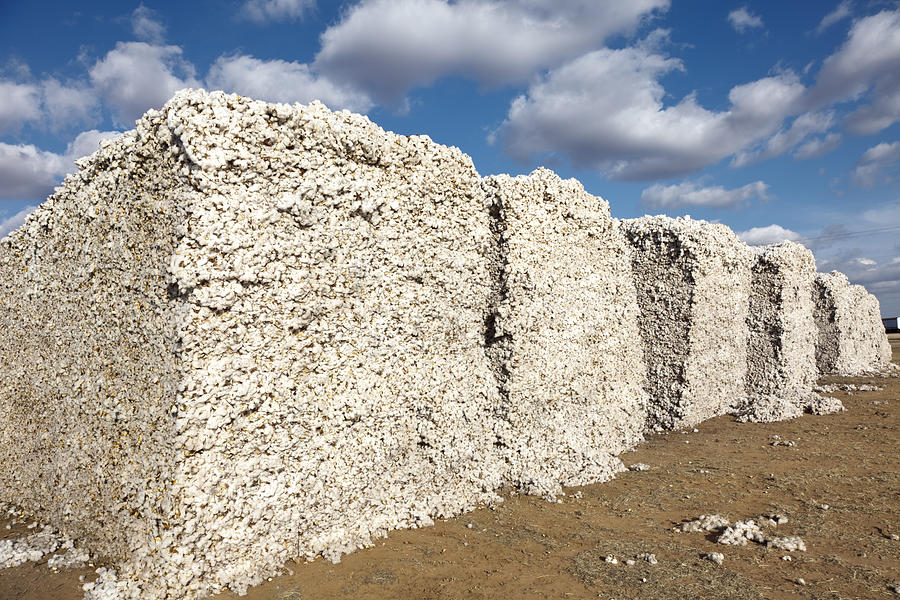 Cotton Modules In Gin Yard Ready For Ginning Photograph by Dszc