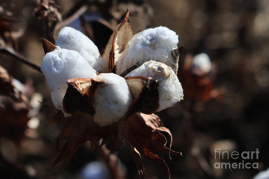 Cotton open bloom Photograph by Amy Curtis
