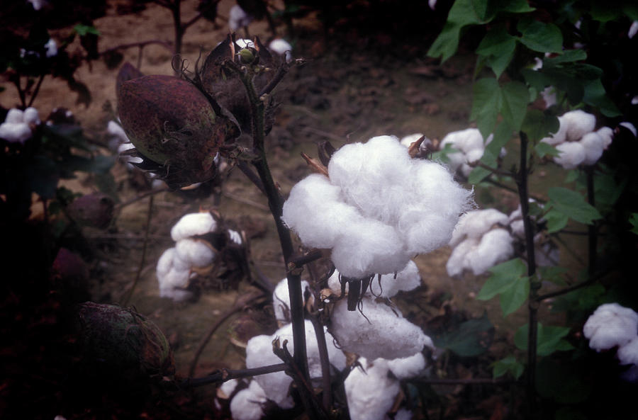 Cotton Patch Ready for Harvest Photograph by James C Richardson