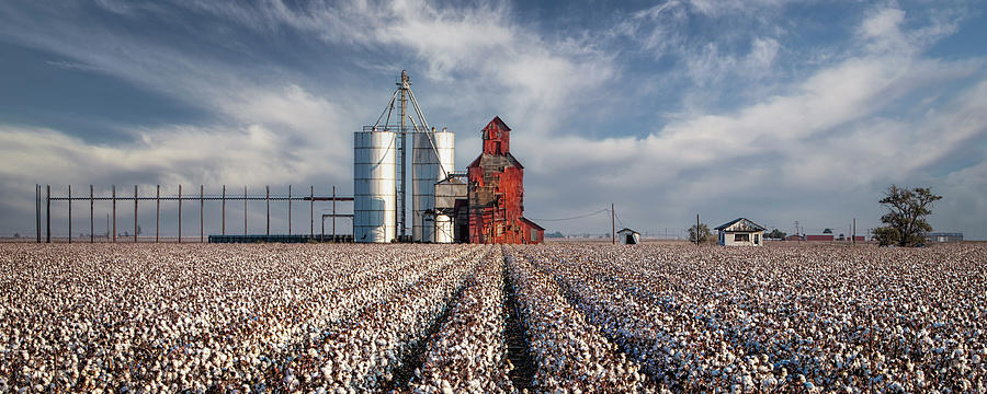 Cotton Field  in Texas  Photograph by Harriet Feagin