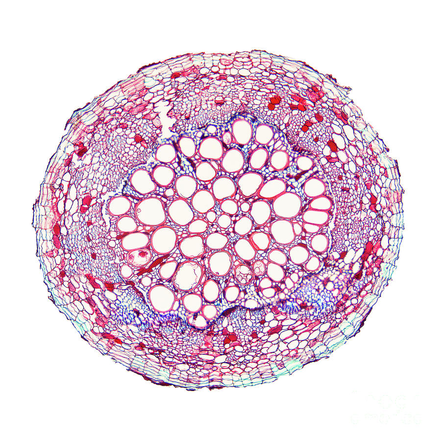 Cotton plant root, cross section und a light microscope Photograph by ...