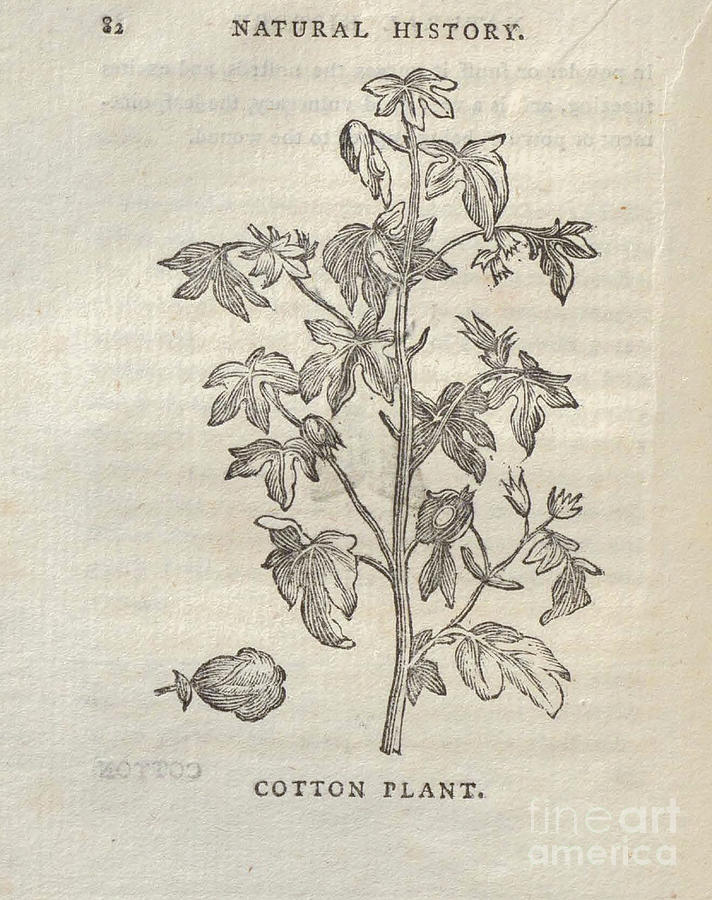 Cotton Plant t4 Drawing by Botany